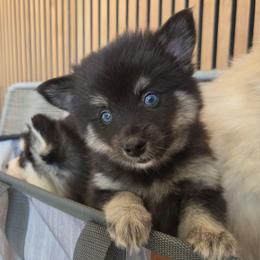 Onyx - Black male Pomsky puppy in La/Oc, California from SoCal Pomskies LLC