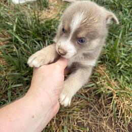 Pomsky Puppies from Fluff and Feathers