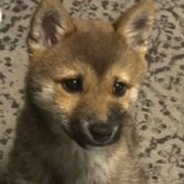 Shiba Inu All Grown Up from The Queen of Shibas