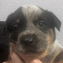 -Girl 1 - Blue female Australian Cattle Dog puppy in Kaufman, Texas from Emberwick Ranch