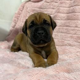 Navy Collar N - Fawn male Cane Corso puppy in Paris, Texas from Knucklehead Cane Corso