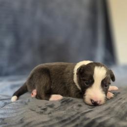 Jax - Blue male Border Collie puppy in Gary, Indiana from Lake Ridge Border Collies