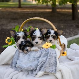 Biewer Terrier puppies from Biewer Bliss Kennel