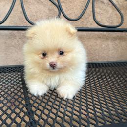 Theo - Cream male Pomeranian puppy in Stockton, California from lunas_poms