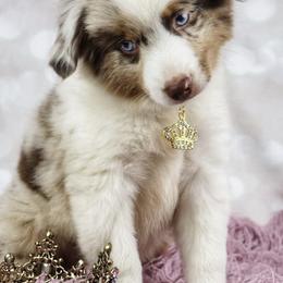 Australian Shepherds from Miracle Meadows Aussies