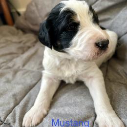 Mustang - Black and white male Bernedoodle puppy in Urbandale, Iowa from Bernedoodlesbest
