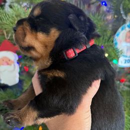 Diesel - Black and mahogany male Rottweiler puppy in Grass Valley, California from Rottweiler vom Hause Wolf