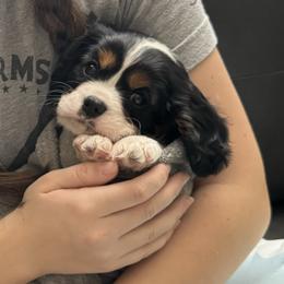 Cavalier King Charles Spaniel Puppies from Cavy Love