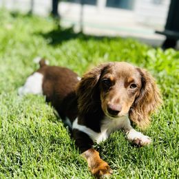 Phoebe - Dachshund