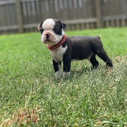 Boston Terrier Puppies from RCR Bulldogs