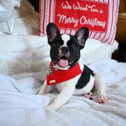 Rolo - Brindle and white male French Bulldog puppy in Keeseville, New York from Big Sky Frenchies