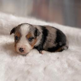 BMM - Blue merle male Miniature Australian Shepherd puppy in Dayton, Washington from Rafter 22 Aussies