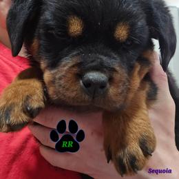 Sequoia - Black and mahogany female Rottweiler puppy in Tangent, Oregon from Raya's Royals