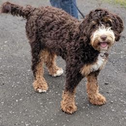 Bernedoodle Puppies from Sweet Pea Bernedoodles