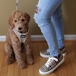 Poodles from Semper Fi Poodles