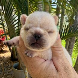 Celeste - Cream female French Bulldog puppy in Largo, Florida from Big Daddy Frenchies