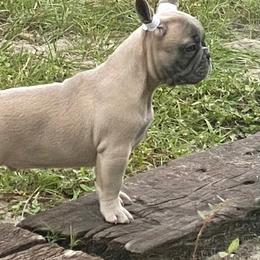 Boxer and French Bulldog Puppies from Beachside Boxers and Frenchies