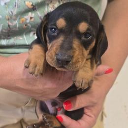 Gunner - Black and tan male Dachshund puppy in Berry, Alabama from Whisper Gray