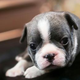 Gizmo - Blue male Boston Terrier puppy in Kingsport, Tennessee from Irish Heart Bostons