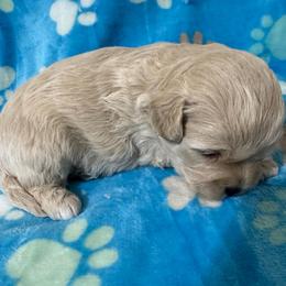 Boy 2 - Cream male Havapoo puppy in Cedar Springs, Michigan from Pridespoodles