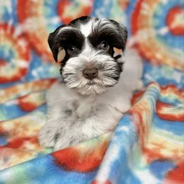 Khloe - Parti female Miniature Schnauzer puppy in Happyland, Oklahoma from Fraizer Farms