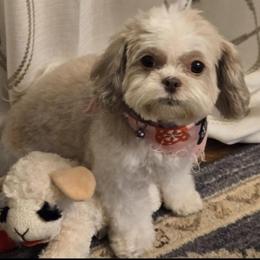 Coco Chanel - Shihpoo