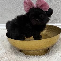 Prada - Black female Shih Tzu puppy in Benbrook, Texas from Pretty Paws & Pearls Shih Tzu's