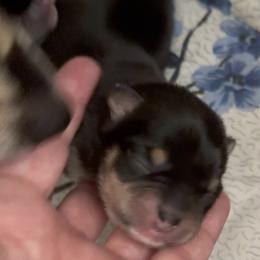 Charlee - Black and tan female Chihuahua puppy in Brooklyn, Connecticut from Ladybug Chihuahuas