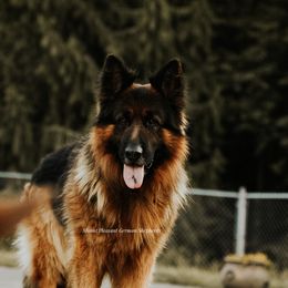 Holmes - German Shepherd
