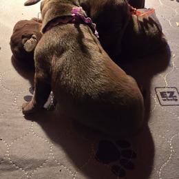 Pink Girl - Chocolate female Labrador Retriever puppy in Sioux City, Iowa from Brown Dog Acres