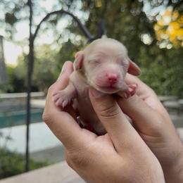 Muffin - Cream female Dachshund puppy in Modesto, California from Golden State Mini Doxies
