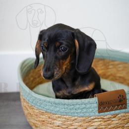 Lulu - Black and tan female Dachshund puppy in Temecula, California from Naomi Magee's Dachshund Kennel
