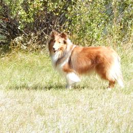Shetland Sheepdog All Grown Up from mvshelties
