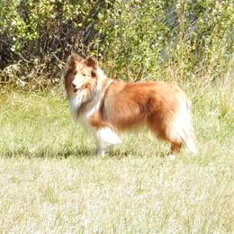 Shetland Sheepdog All Grown Up from mvshelties