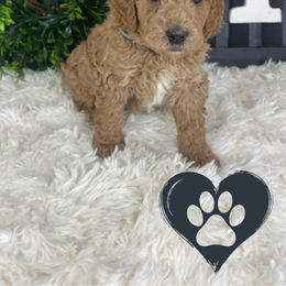 Goldendoodle Puppies from Maryland Designer Doodles