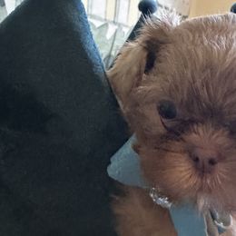 Shih Tzus from Nancy’s Lil’Shih Tzus