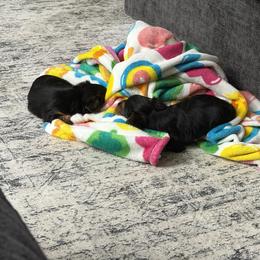 Yorkshire Terrier Puppies from Leigh Brummel