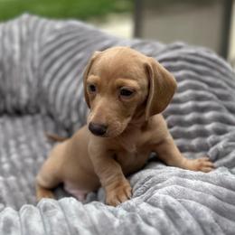 John - Red male Dachshund puppy in Palo Cedro, California from RK Doxies