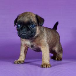 AKC Brown Collar - Red male Brussels Griffon puppy in Florida from Robin’s Griffons