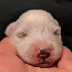 American Eskimo Dog and Border Collie Puppies from Guidingstars American Eskimos and Mondenkind Border Collies