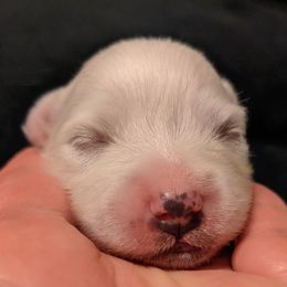 American Eskimo Dog and Border Collie Puppies from Guidingstars American Eskimos and Mondenkind Border Collies