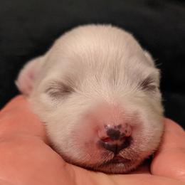 American Eskimo Dog and Border Collie Puppies from Guidingstars American Eskimos and Mondenkind Border Collies