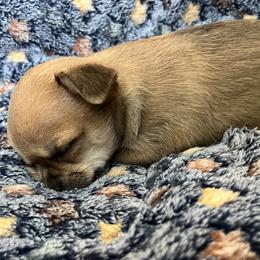 Chihuahua Puppies from Wild Mountain Chihuahuas