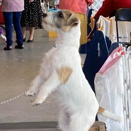 Paige - Russell Terrier