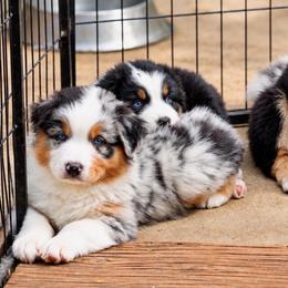 Dally - Blue merle male Australian Shepherd puppy in Olivehurst, California from Double M Aussies