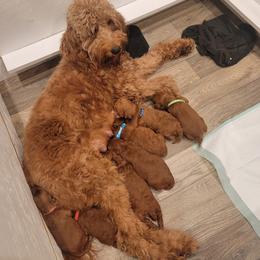 Goldendoodle Puppies from Teddy Doods