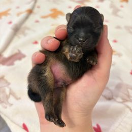 Flirt x Easy Male - Red sable male Pomeranian puppy in Lehi, Utah from Candy Shop Poms
