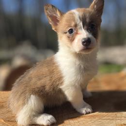 Female 4 - Blue female Pembroke Welsh Corgi puppy in Unicoi, Tennessee from East Tennessee Clark Corgis