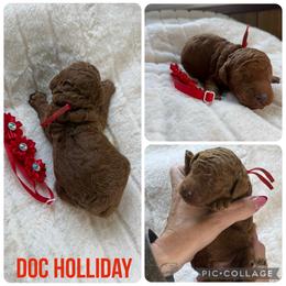 Doc Holiday - Red  male Poodle puppy in Mount Vernon, Illinois from AMC Poodles