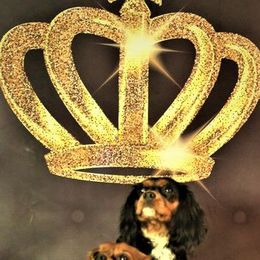 Cavachons, Cavalier King Charles Spaniels, Cavapoos, and Goldendoodles from Manoka's Honeybee